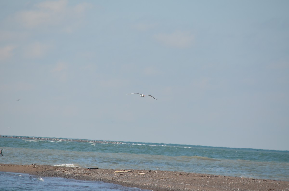 Caspian Tern - ML631324863