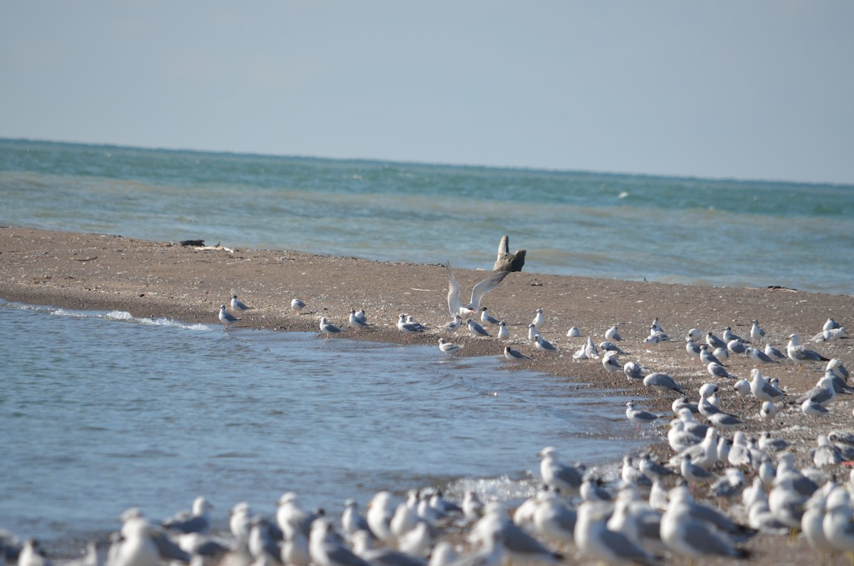 Caspian Tern - ML631324872