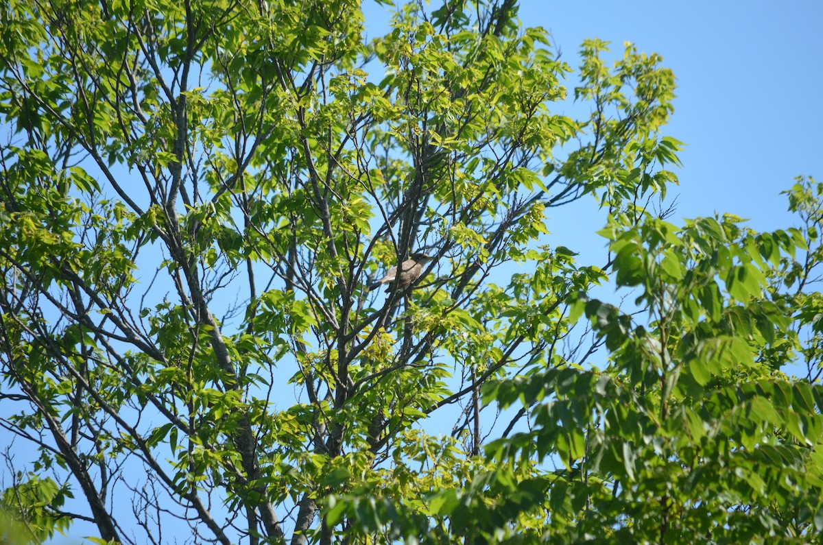 Yellow-billed Cuckoo - ML631324930
