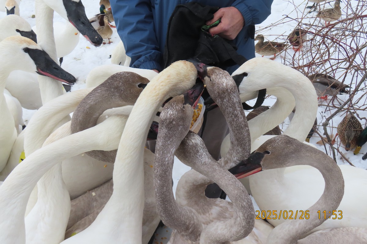 Trumpeter Swan - ML631324959