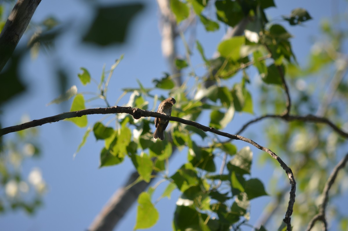 Indigo Bunting - ML631324964