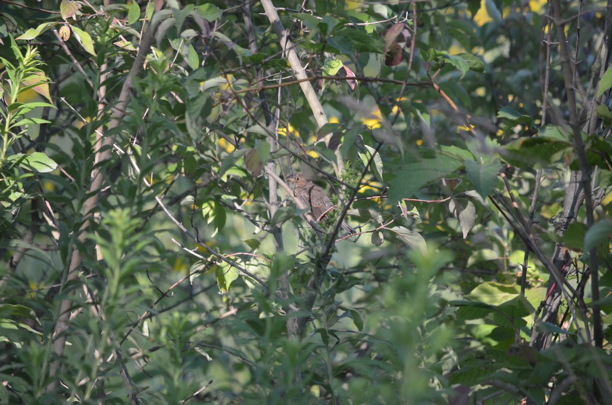 Indigo Bunting - ML631324999