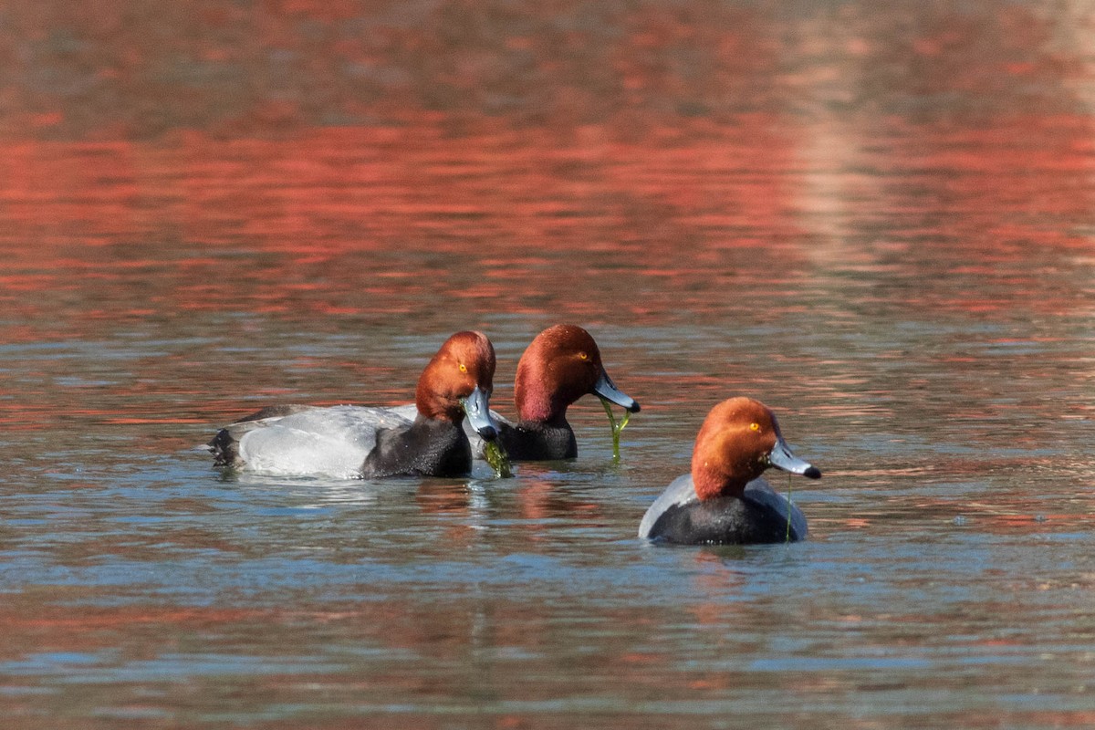 Redhead - ML631325044