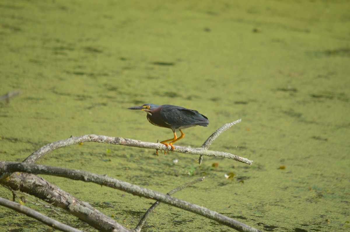 Green Heron - ML631325049