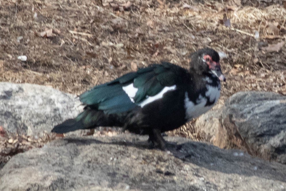 Muscovy Duck (Domestic type) - ML631325051
