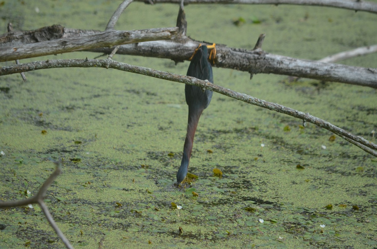 Green Heron - ML631325057