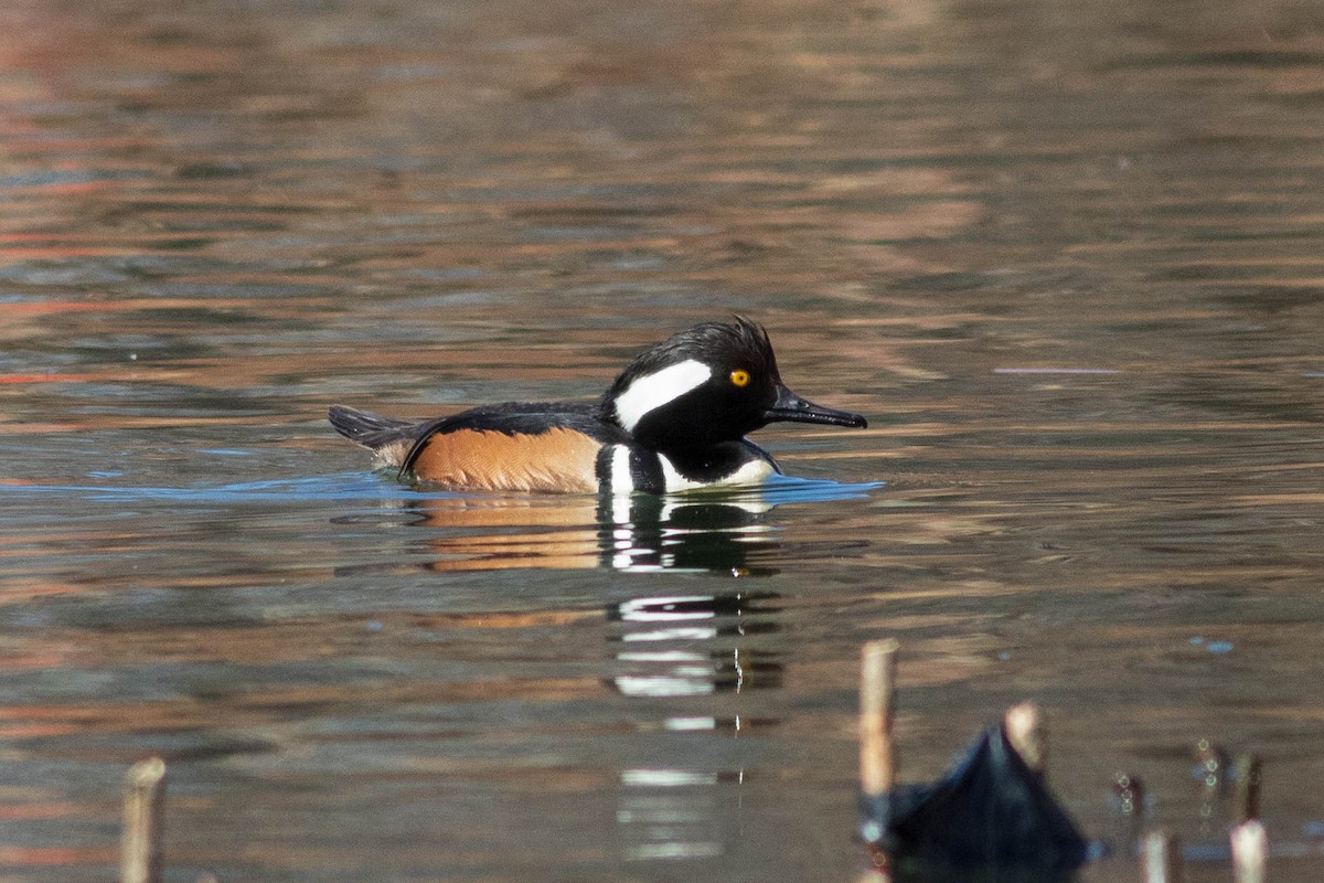 Hooded Merganser - ML631325058