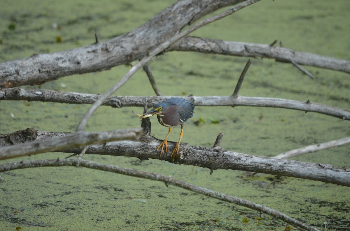 Green Heron - ML631325061