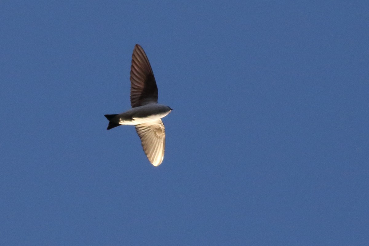Hirondelle bicolore ou H. à face blanche - ML631325065