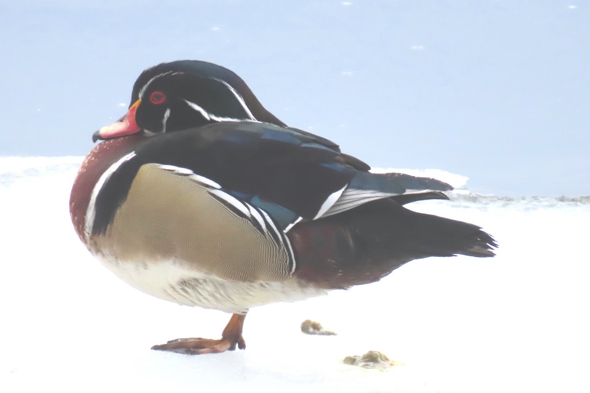 Wood Duck - ML631325089