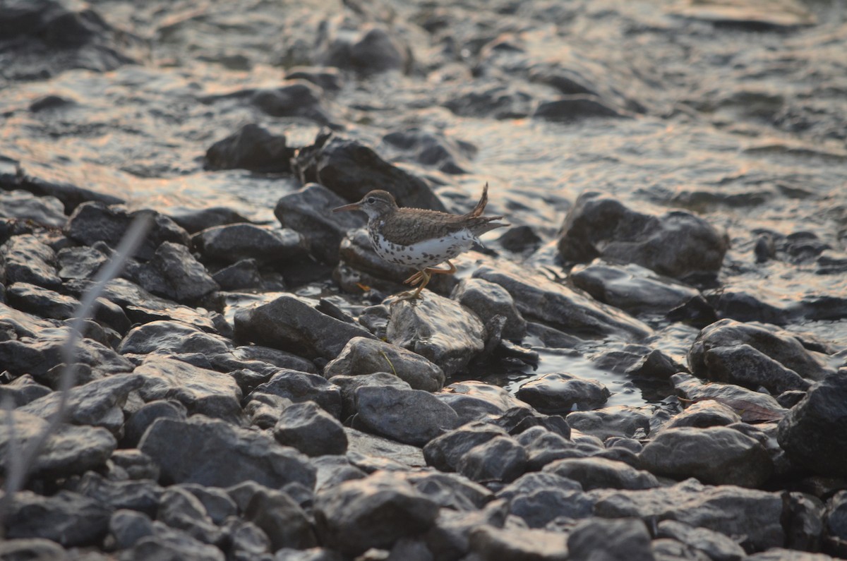 Spotted Sandpiper - ML631325186