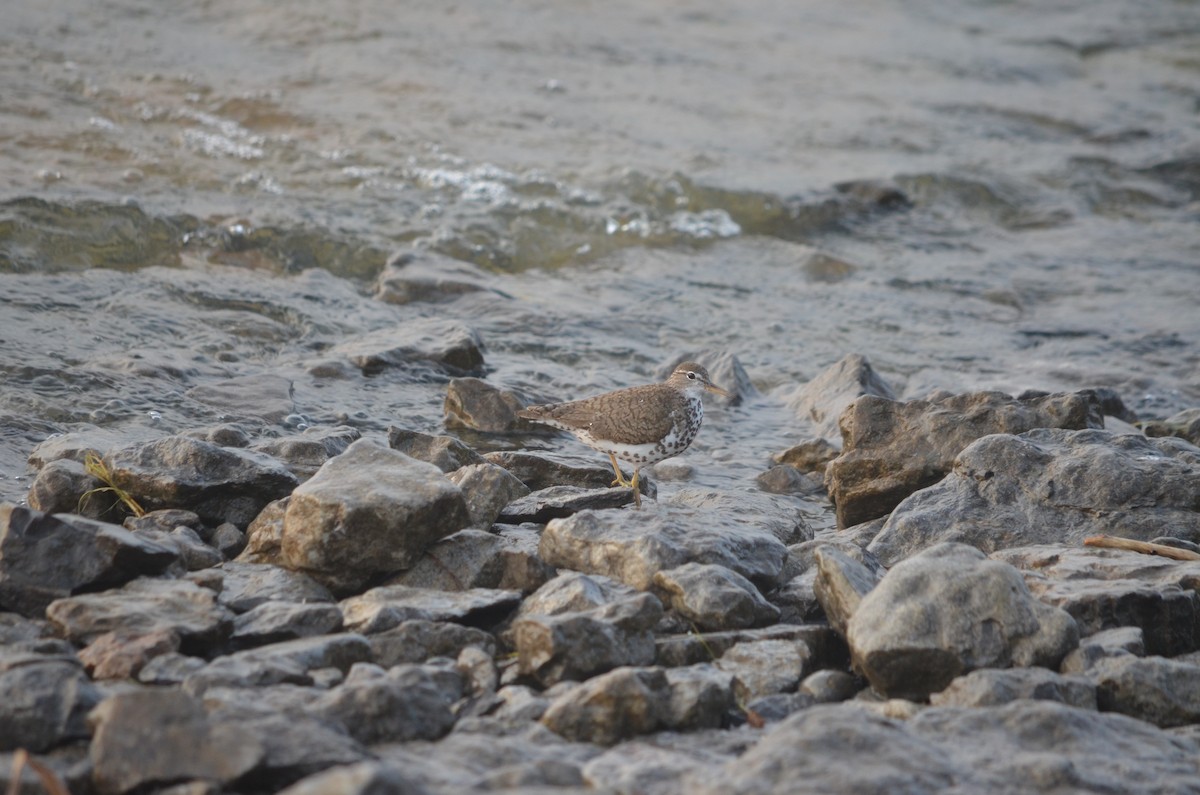 Spotted Sandpiper - ML631325199