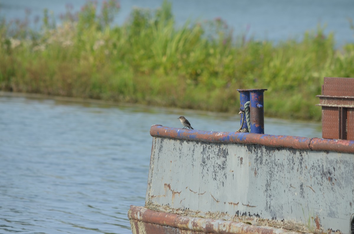 Eastern Phoebe - ML631325241