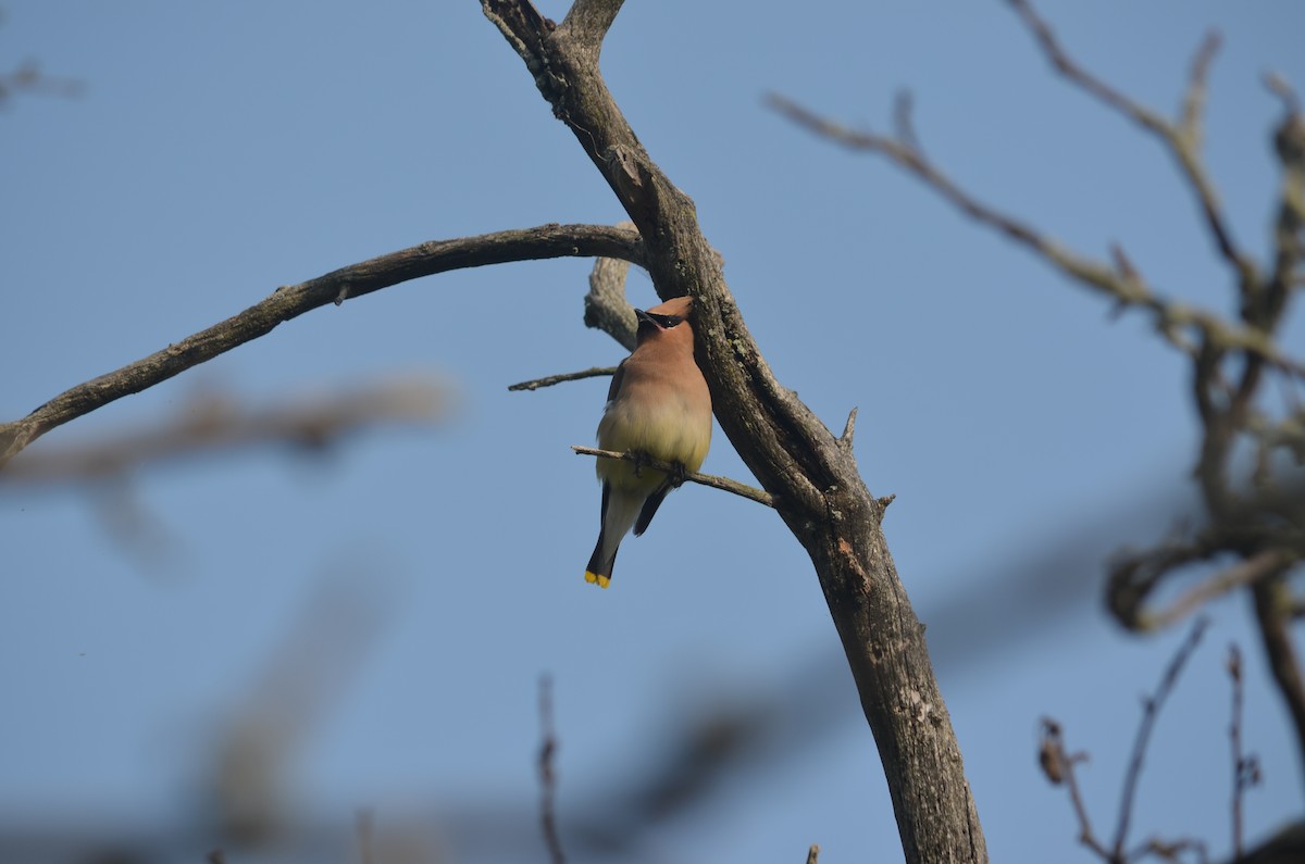 Cedar Waxwing - ML631325247