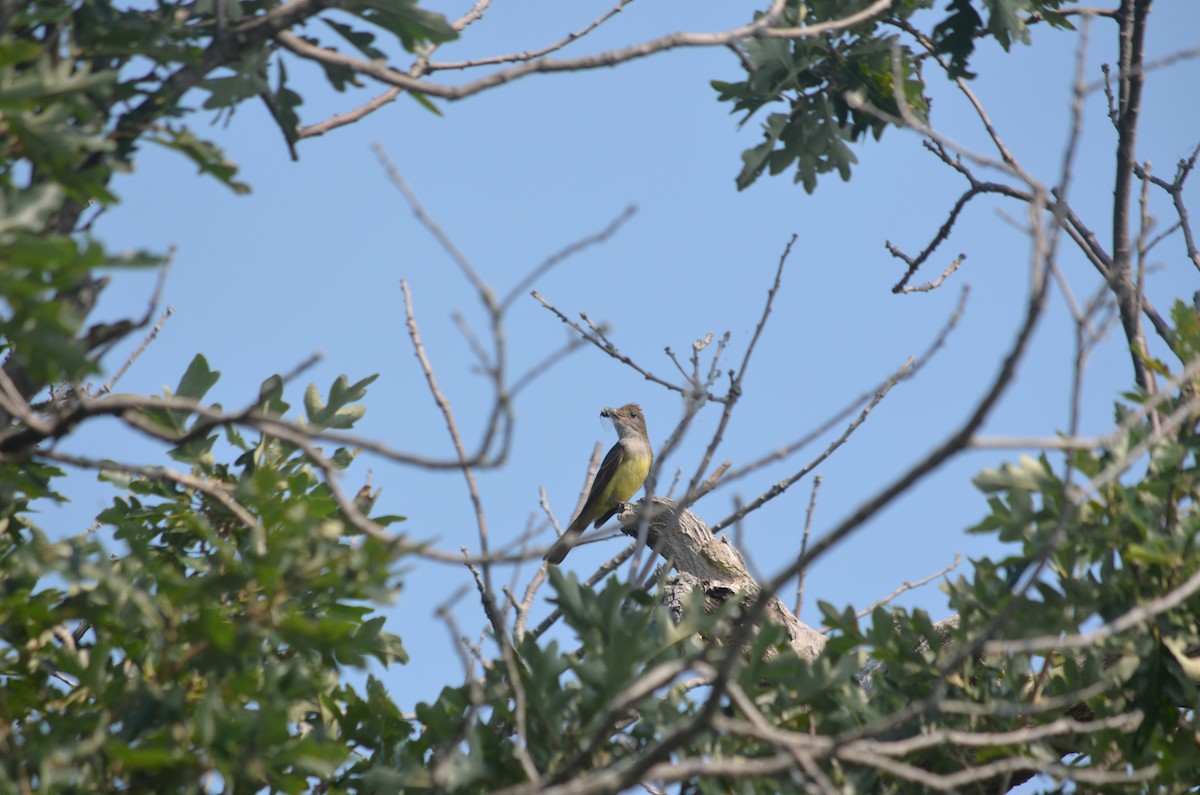 Great Crested Flycatcher - ML631325265