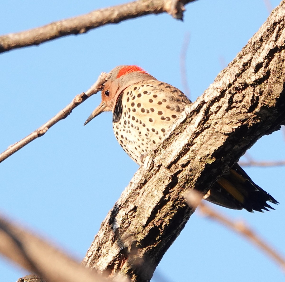 Northern Flicker - ML631325305