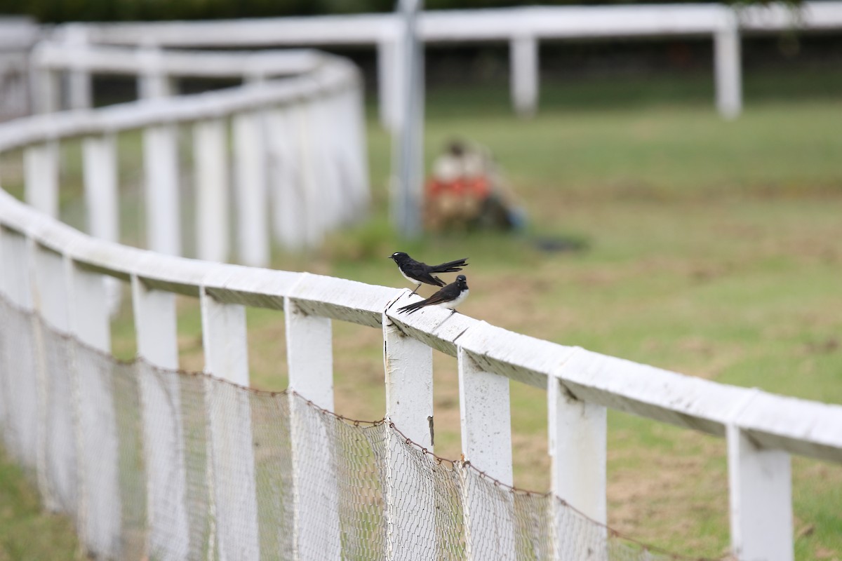 Willie-wagtail - ML631325309