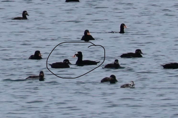Surf Scoter - ML631325400