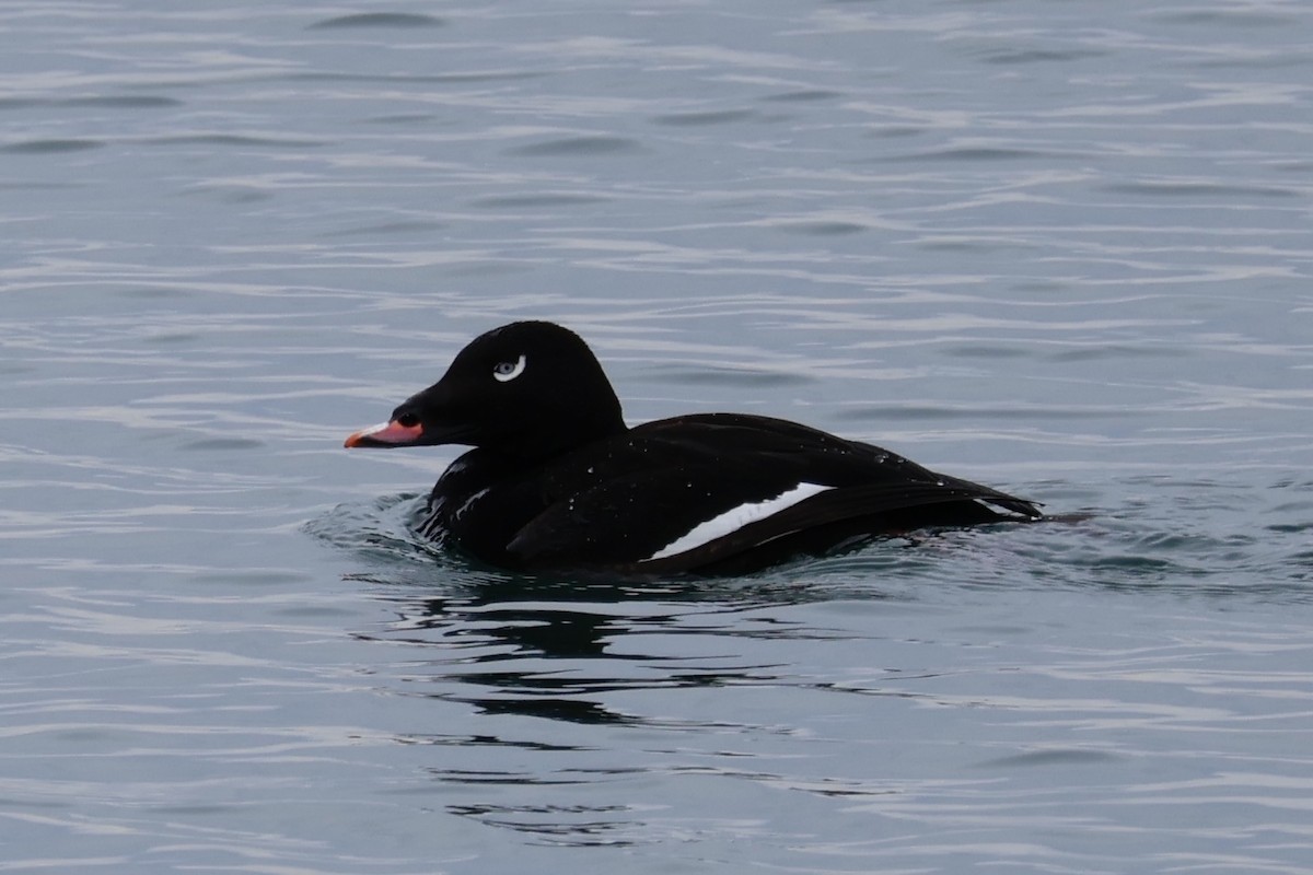 White-winged Scoter - ML631325402