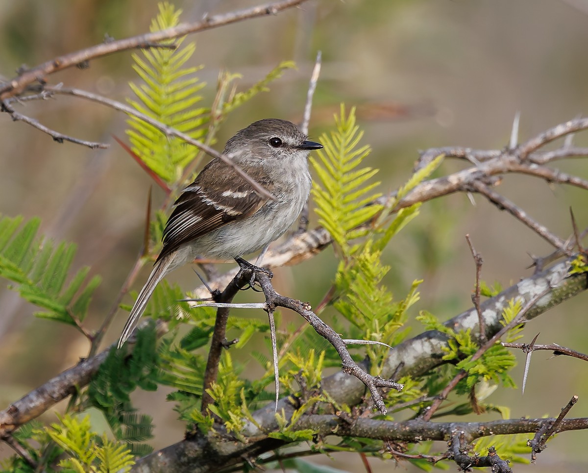 Marañon Tyrannulet - ML631325403