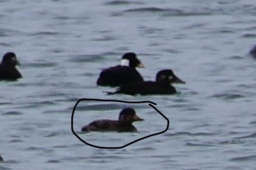 Black Scoter - ML631325408