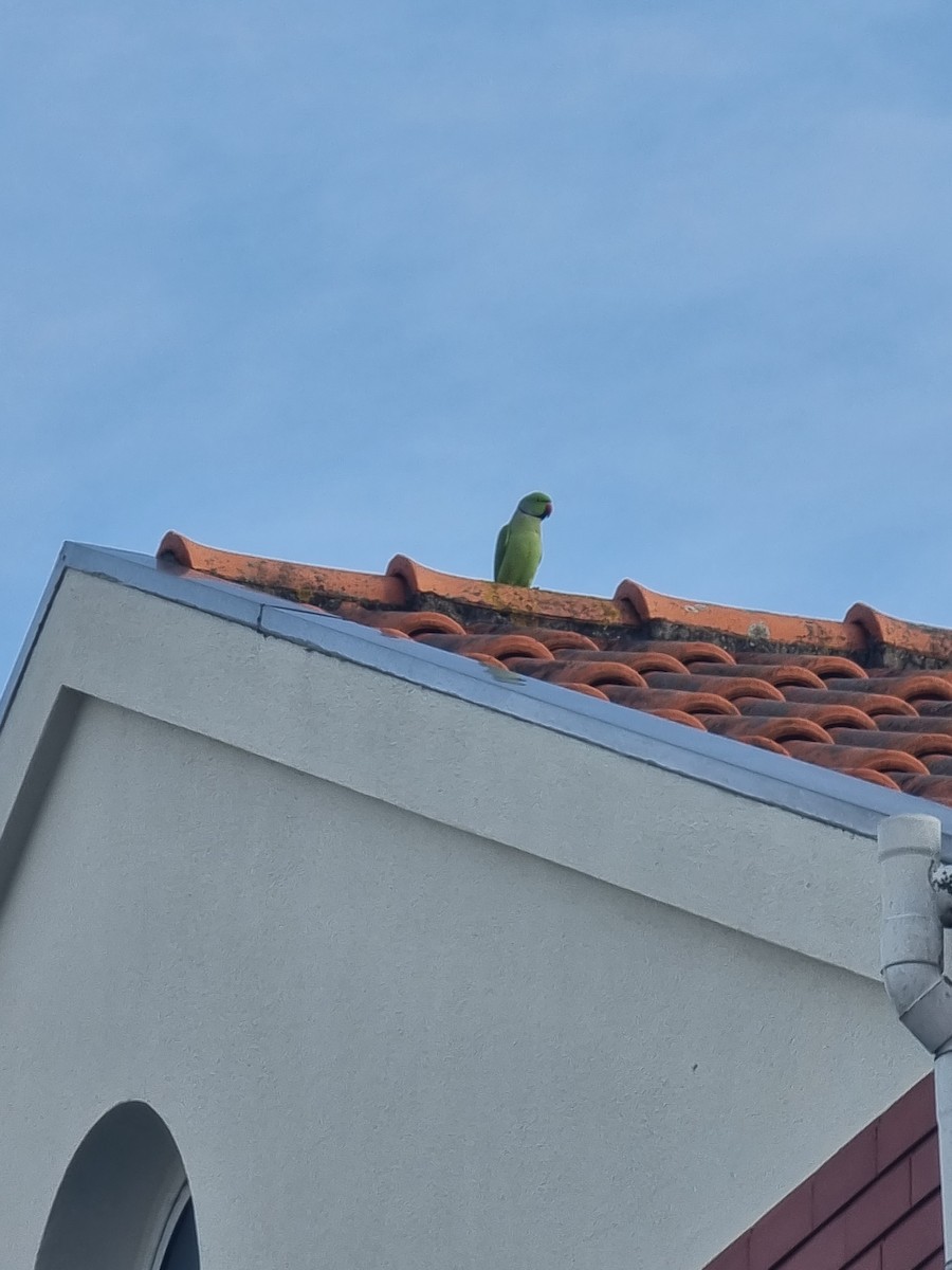Rose-ringed Parakeet - ML631325676