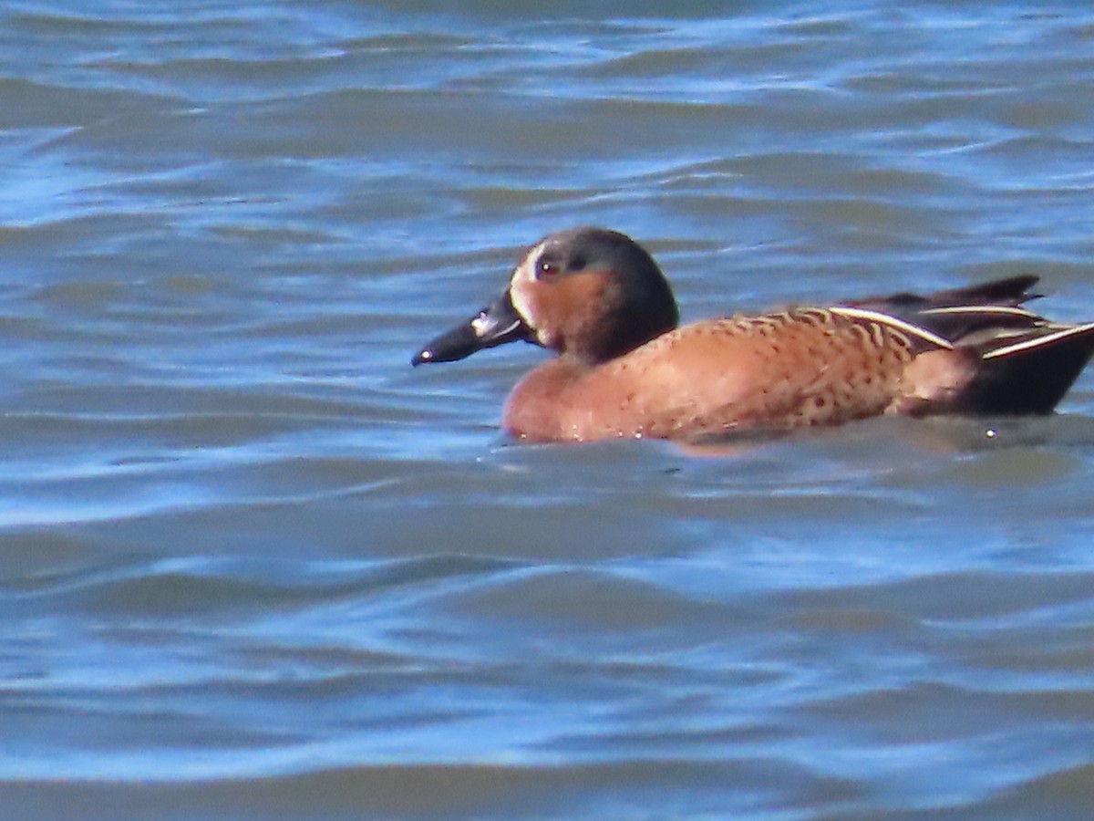Blue-winged x Cinnamon Teal (hybrid) - ML631325804