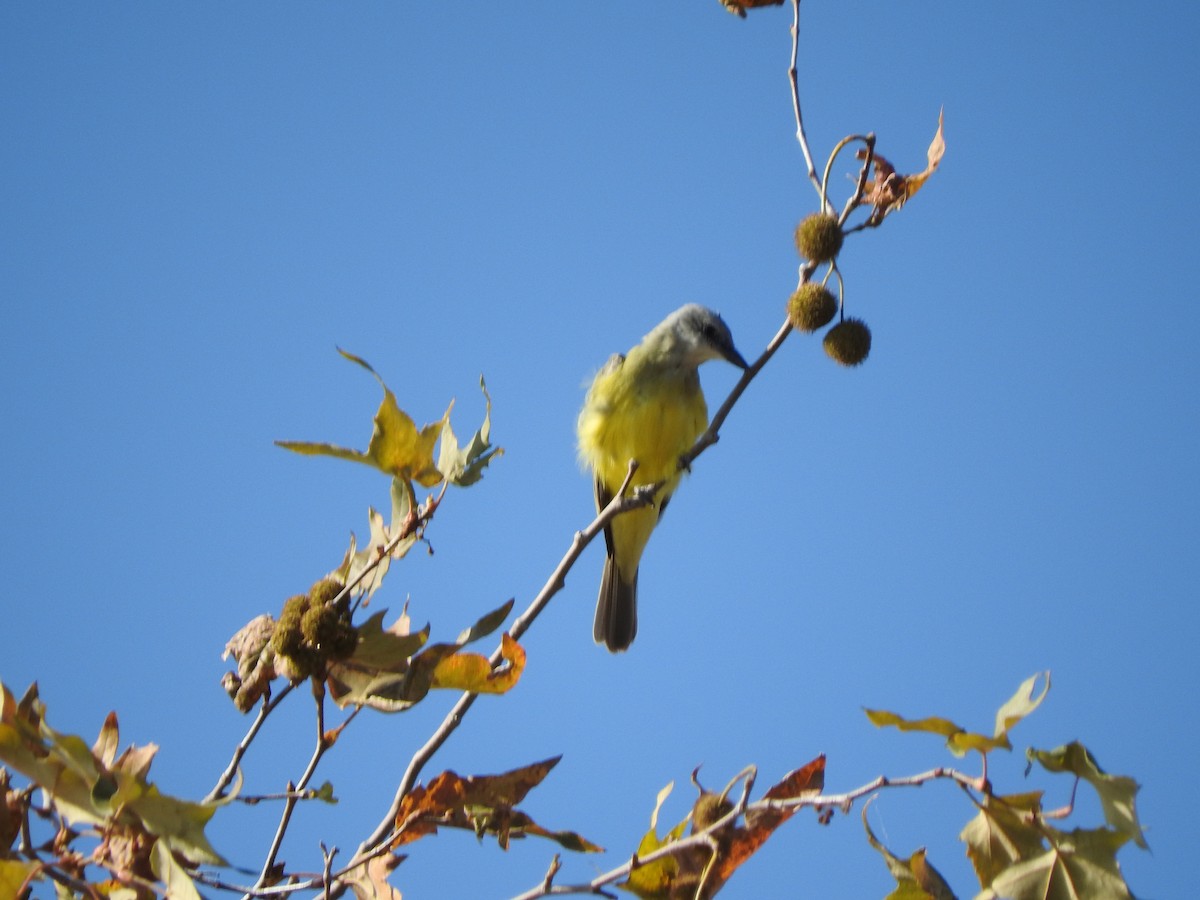 Couch's Kingbird - ML631325817