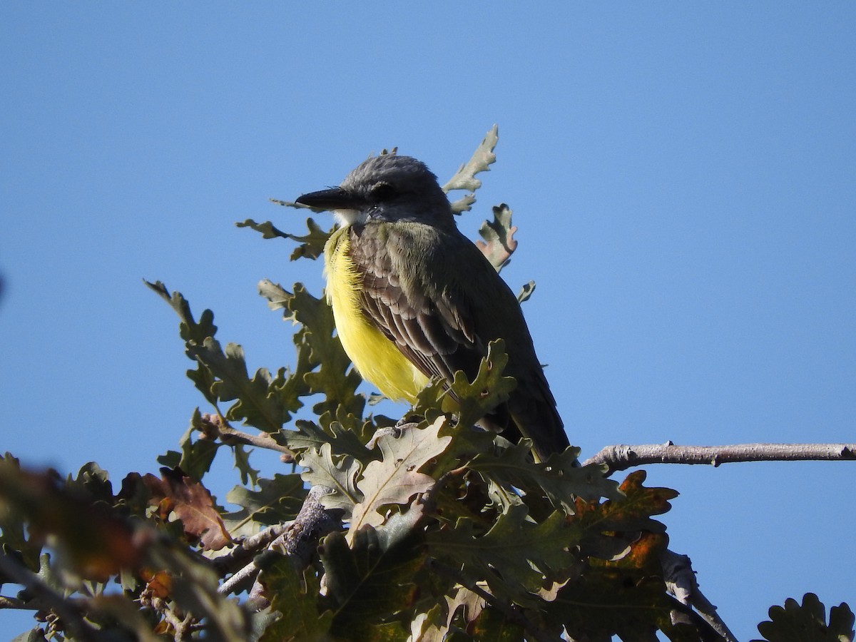 Couch's Kingbird - ML631325818
