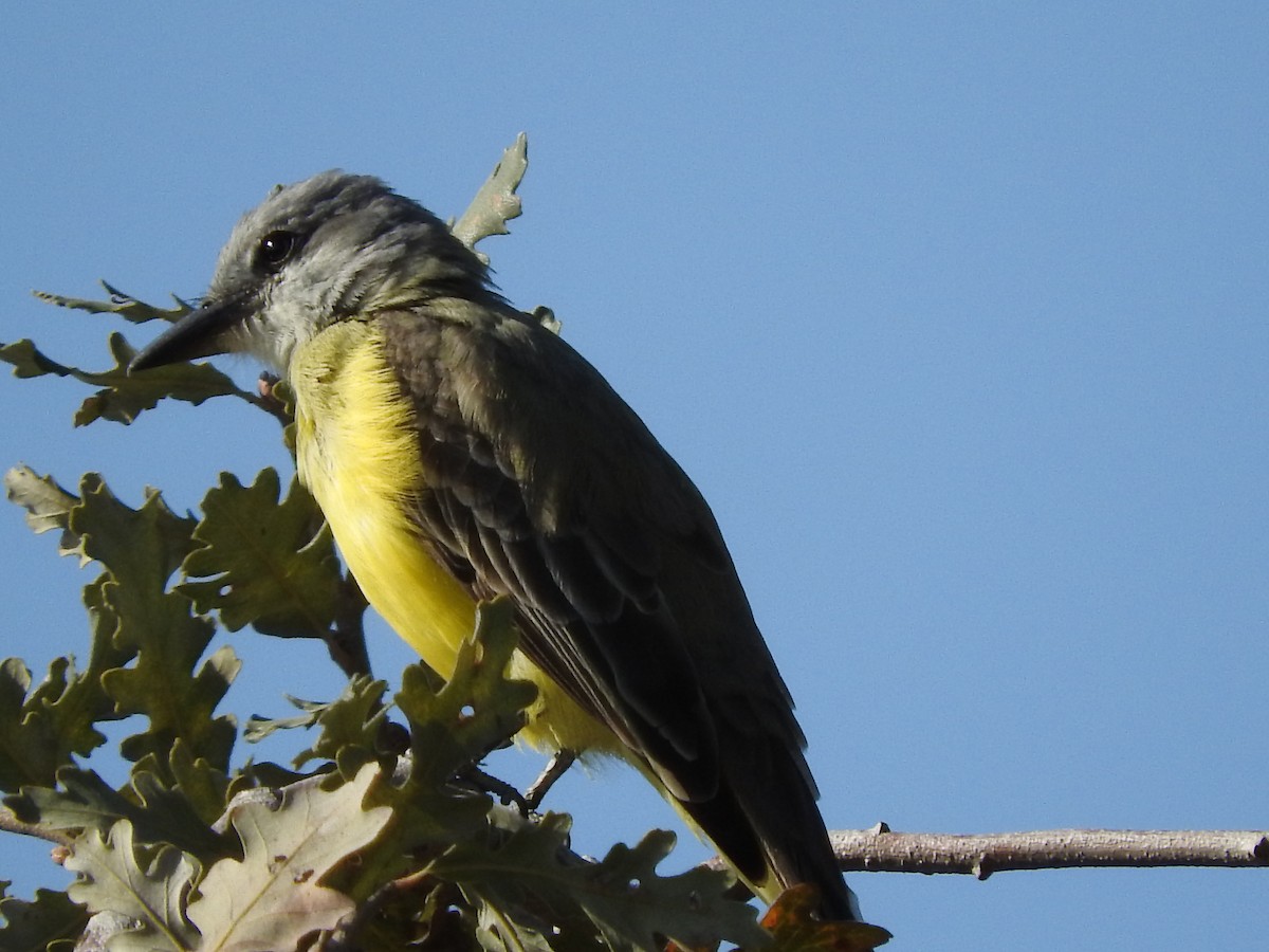 Couch's Kingbird - ML631325820