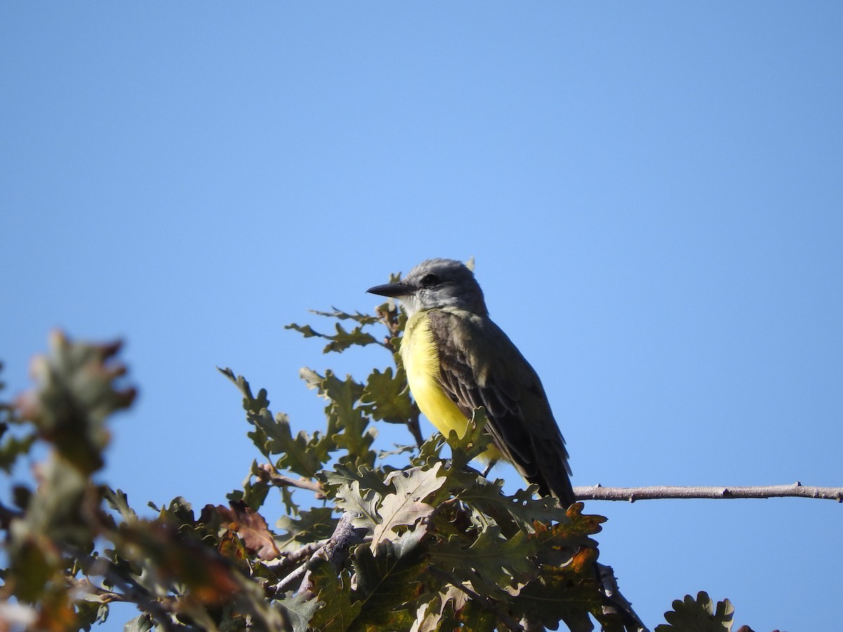 Couch's Kingbird - ML631325821