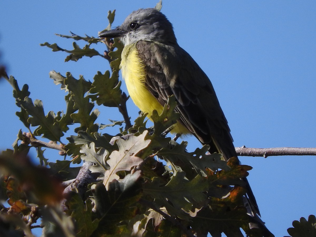 Couch's Kingbird - ML631325822