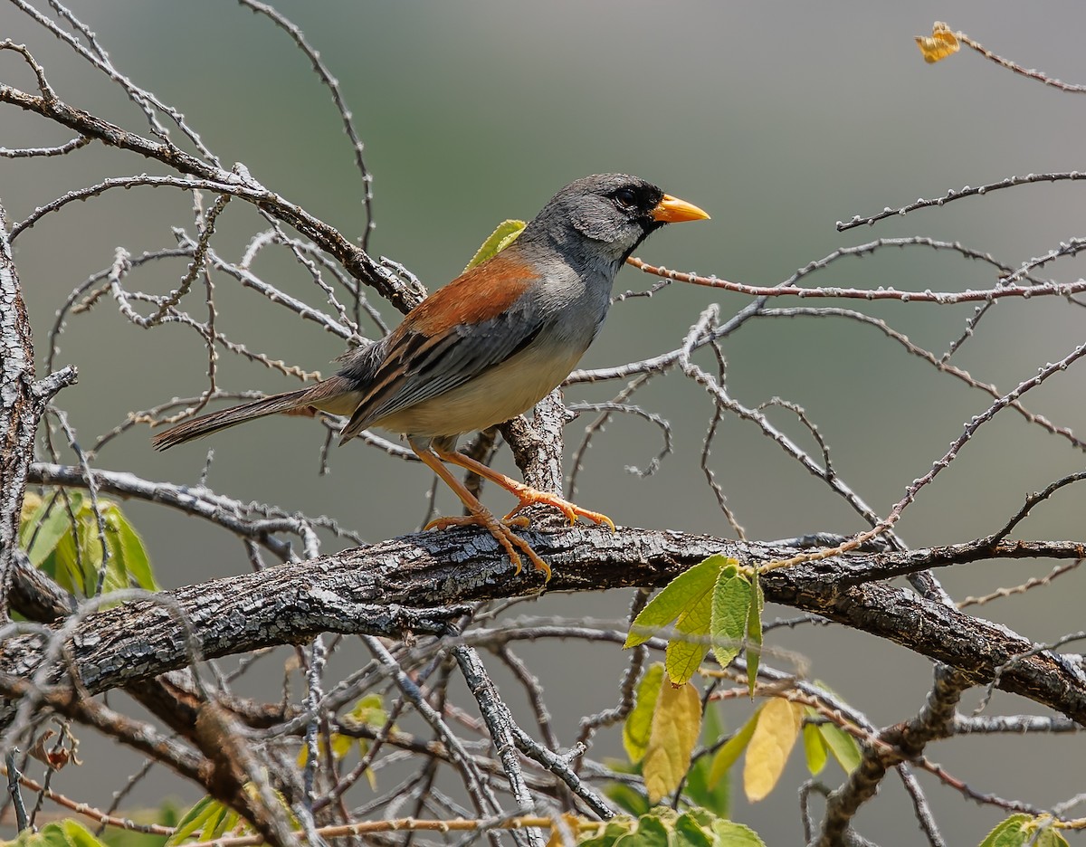 Buff-bridled Inca-Finch - ML631325916