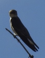 Northern Rough-winged Swallow - ML631326131