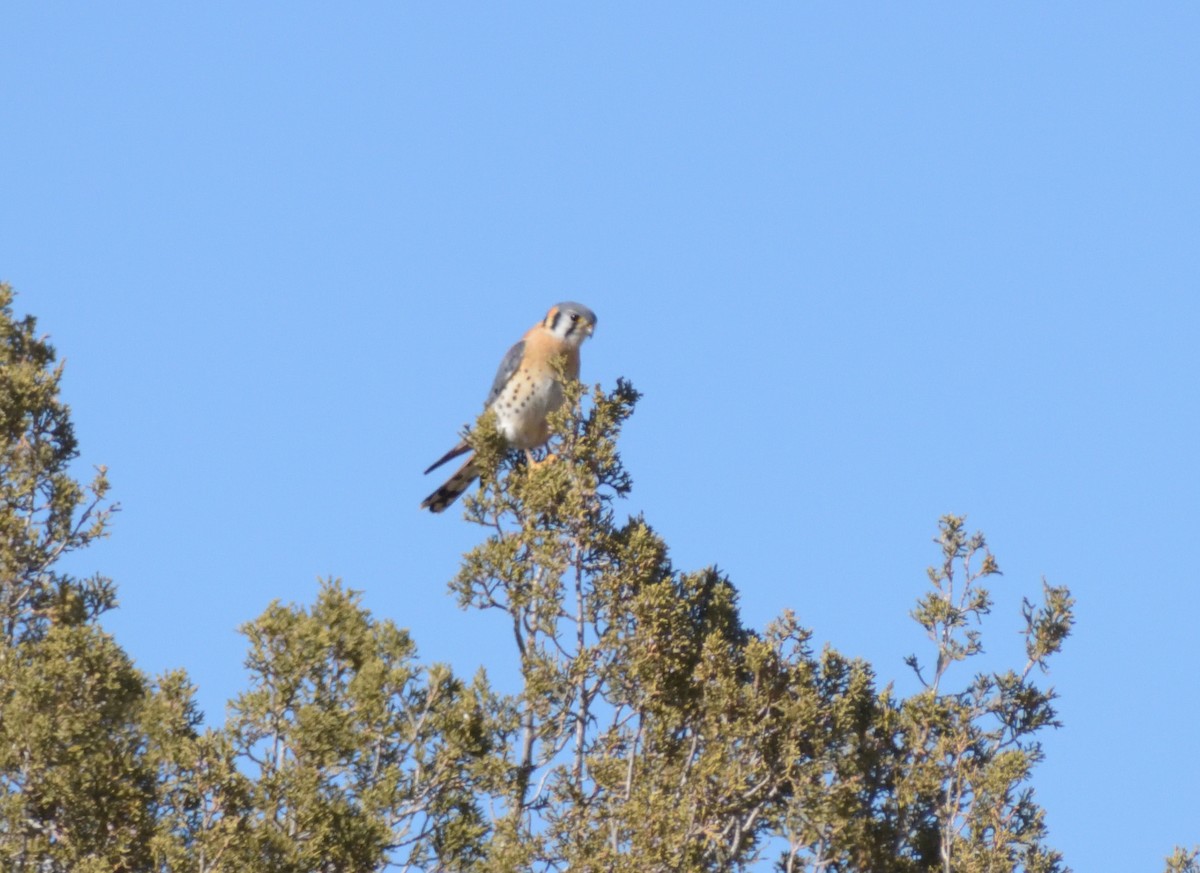 American Kestrel - ML631326136