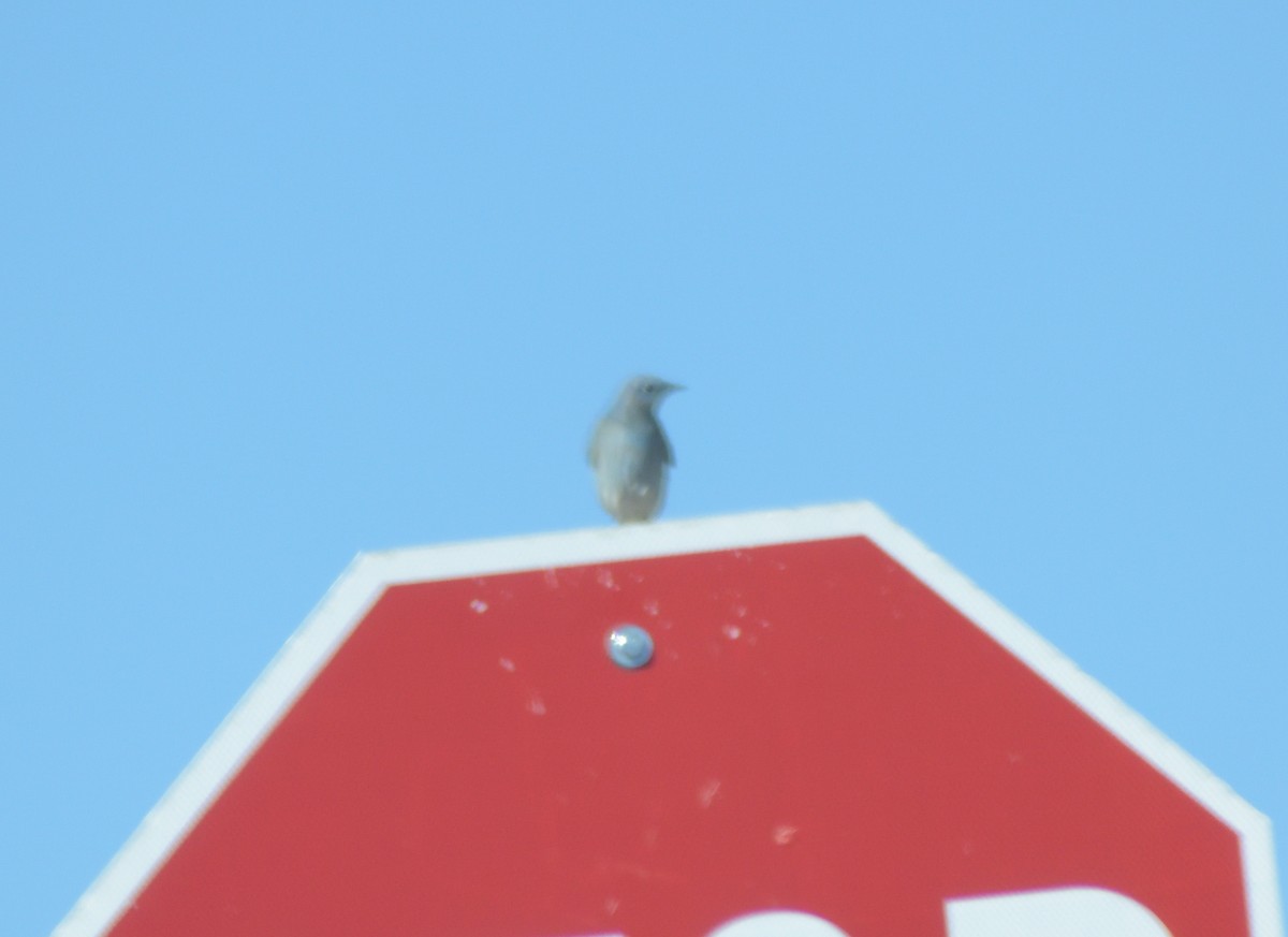Mountain Bluebird - ML631326139