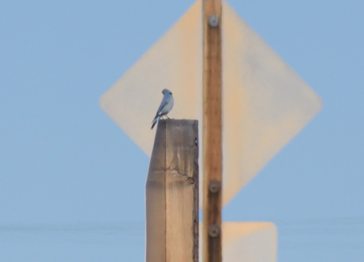 Mountain Bluebird - ML631326160