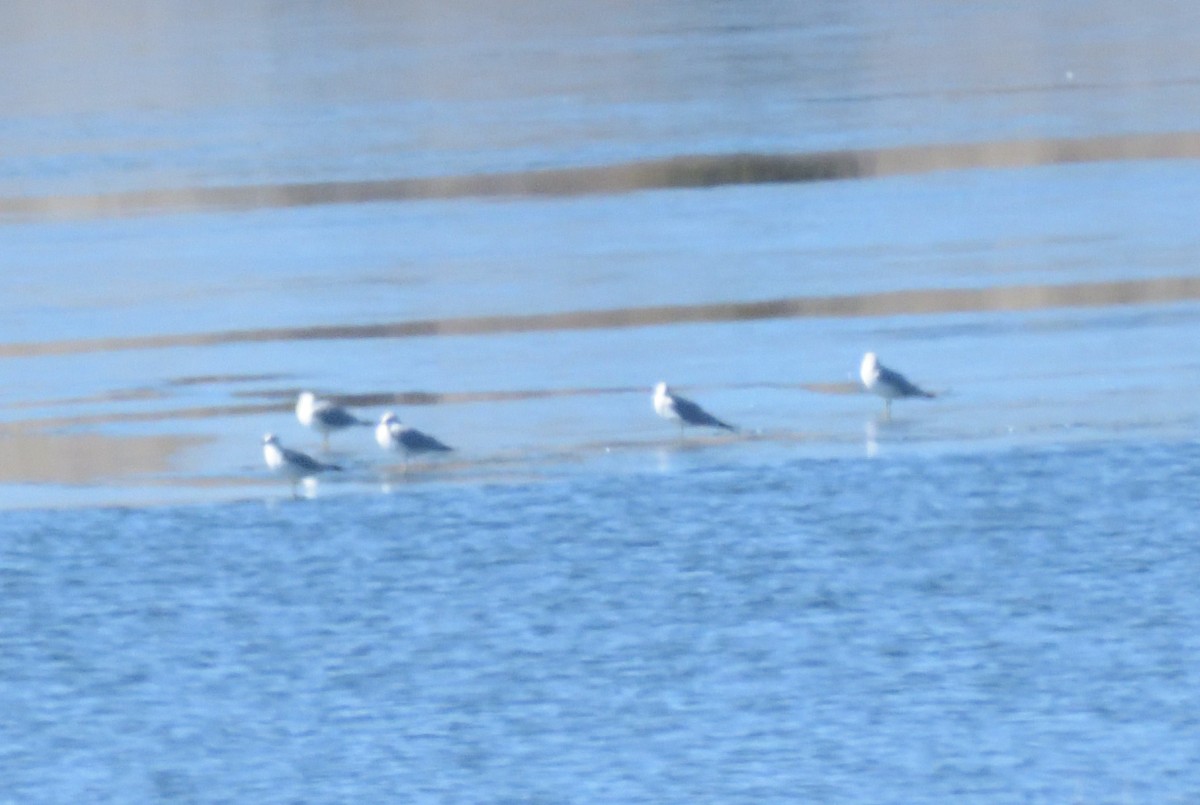 Ring-billed Gull - ML631326314