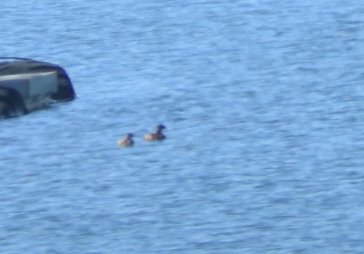 Pied-billed Grebe - ML631326316