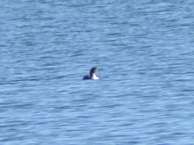 Common Loon - ML631326401