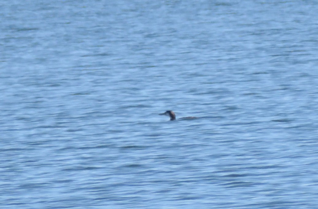 Common Loon - ML631326416