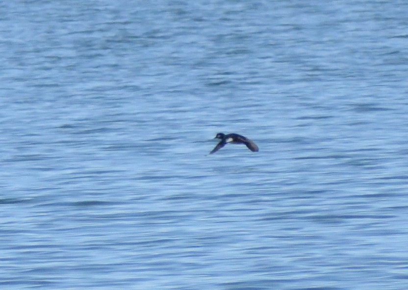 Bufflehead - ML631326455