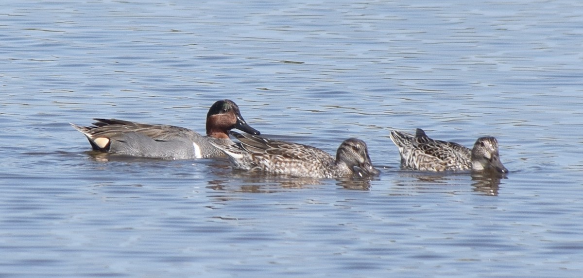 Green-winged Teal - ML631326464