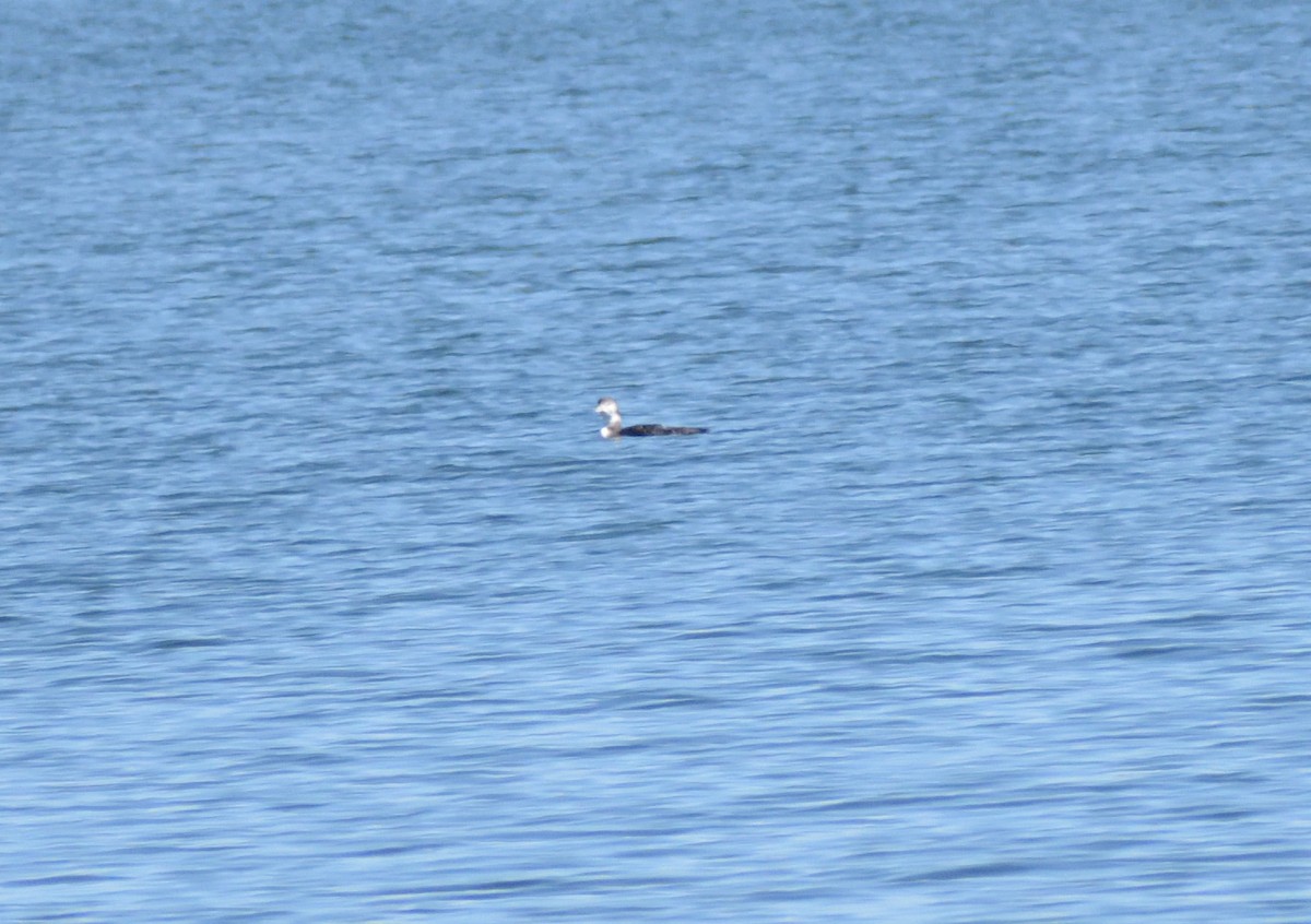Common Loon - ML631326471