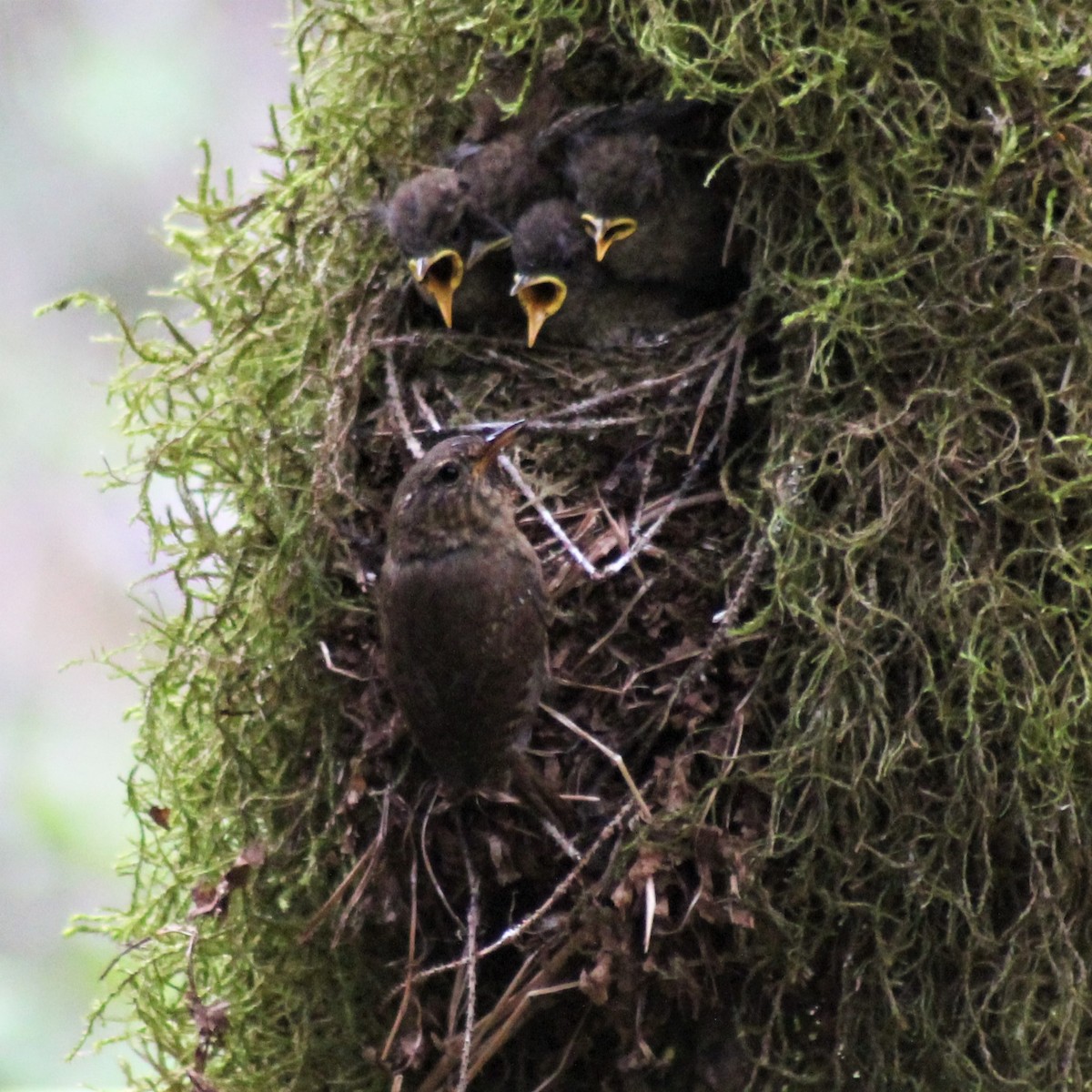 Pacific Wren - ML631326514