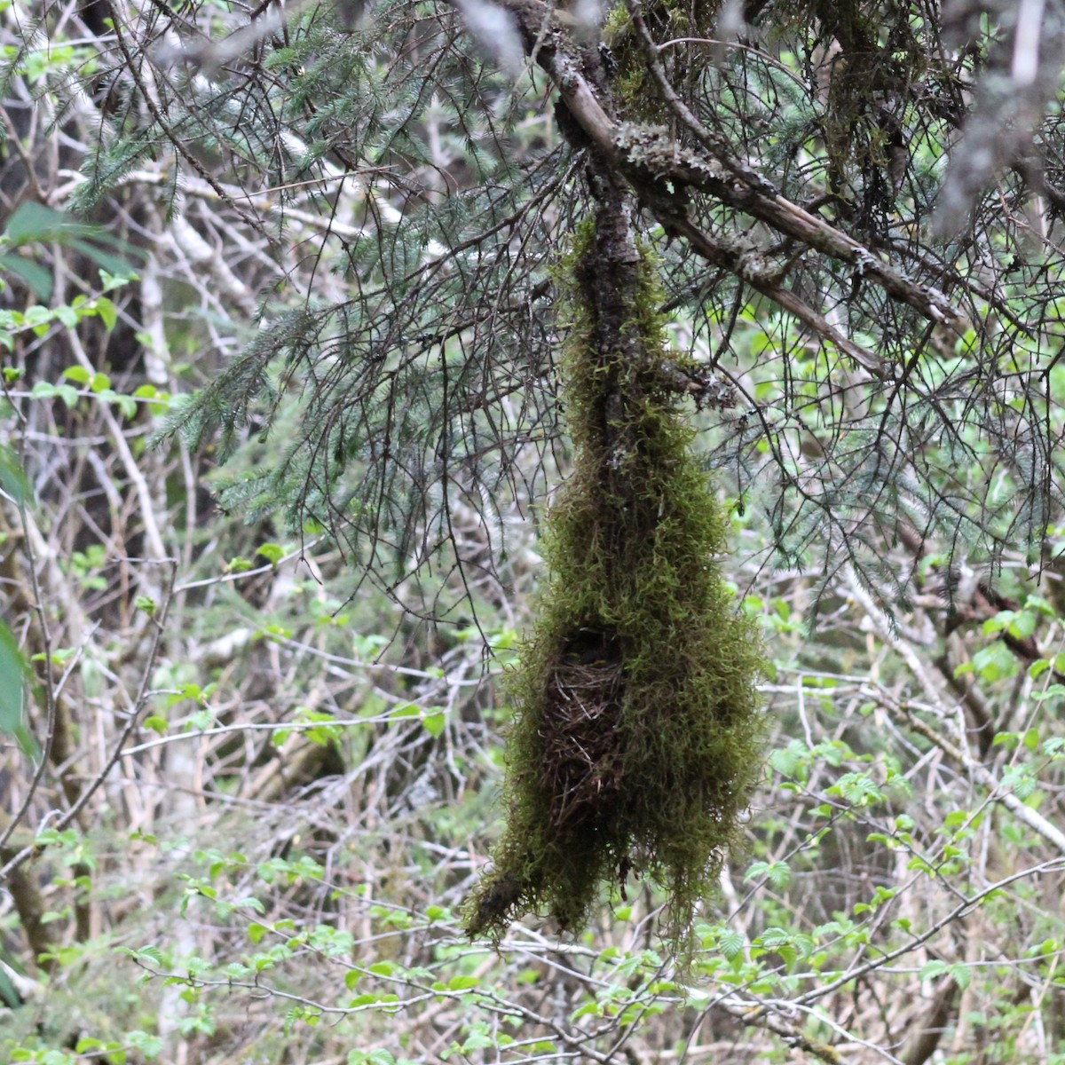 Pacific Wren - ML631326515