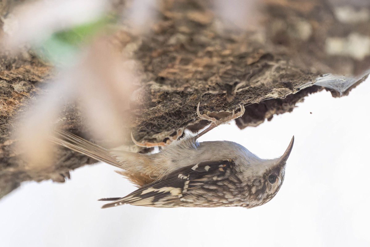 Brown Creeper - ML631326557