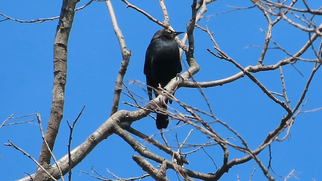 Rusty Blackbird - ML631326640