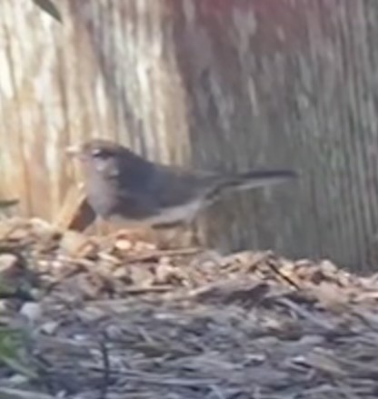 Dark-eyed Junco (Slate-colored/cismontanus) - ML631326799