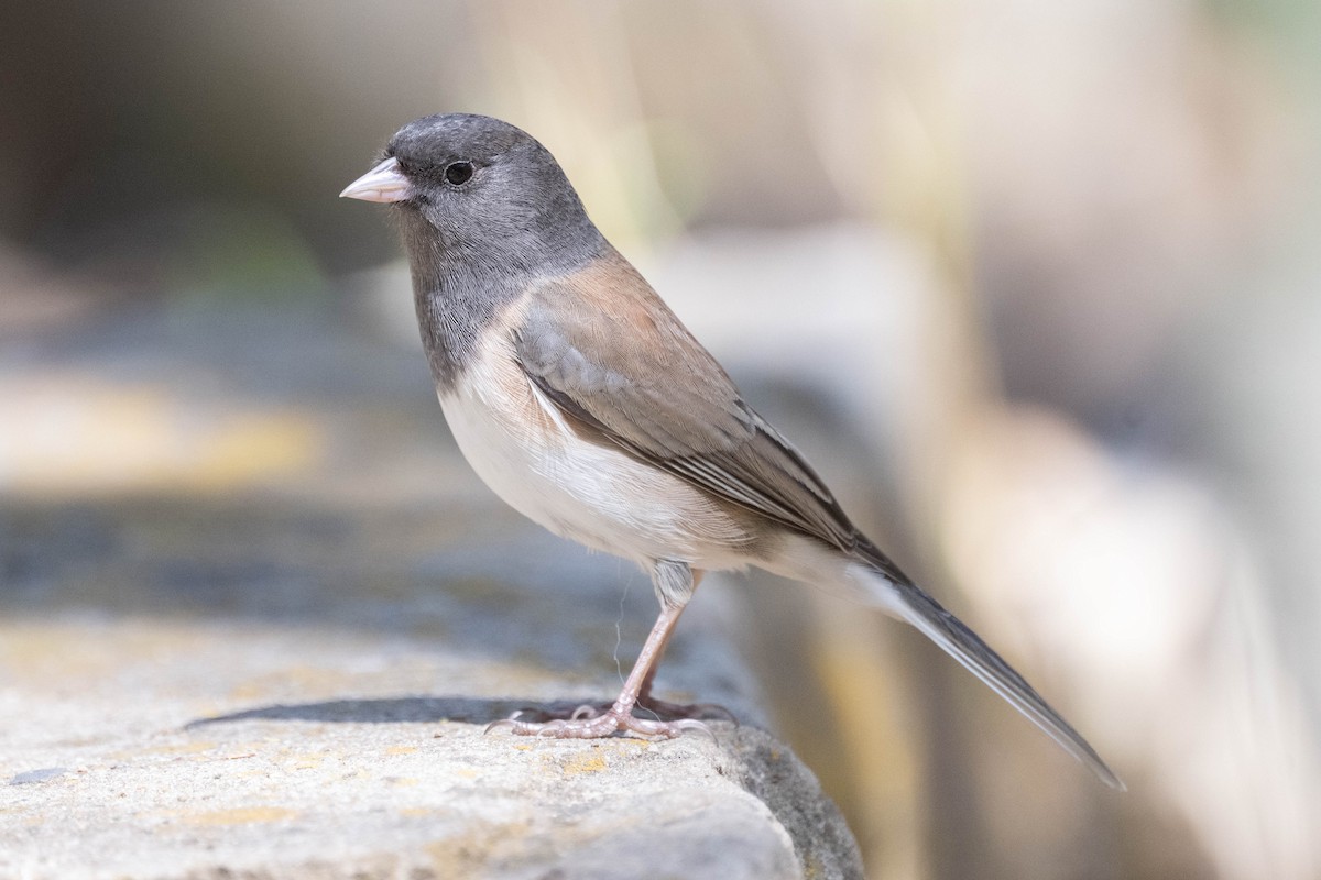 Dark-eyed Junco - ML631326833